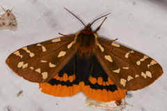 Arctia parthenos