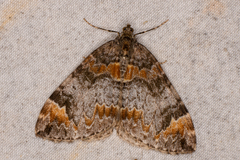 Dysstroma citrata