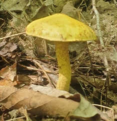 Suillus americanus