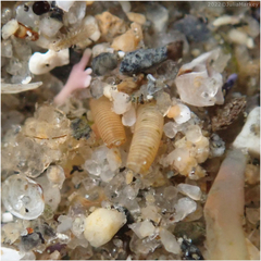 Caecum californicum