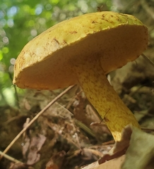Suillus americanus
