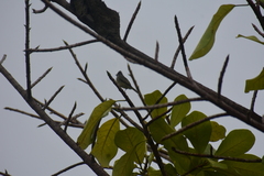Tyrannidae