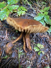 Cortinarius croceus