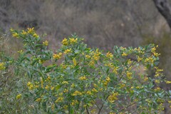 Nicotiana glauca