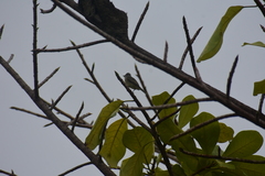 Tyrannidae