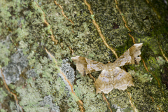 Krananda oliveomarginata