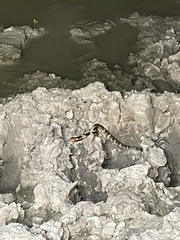 Nerodia fasciata confluens