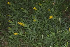 Solidago elongata