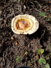 Ganoderma