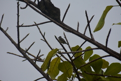 Tyrannidae