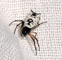 Micrathena mitrata