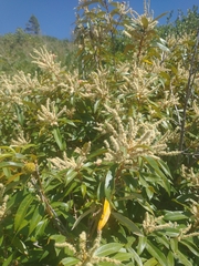 Chrysolepis chrysophylla