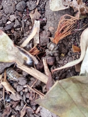 Armadillidium vulgare