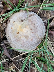 Lactarius argillaceifolius