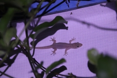 Gehyra mutilata
