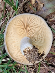 Lactarius argillaceifolius