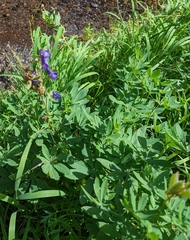 Lupinus latifolius