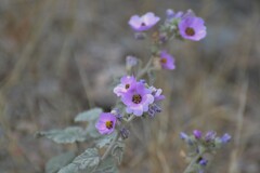 Sphaeralcea brevipes