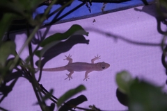 Gehyra mutilata