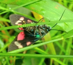 Cyanopepla submacula