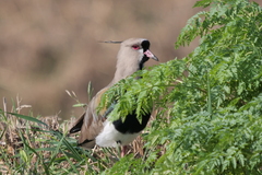 Vanellus chilensis