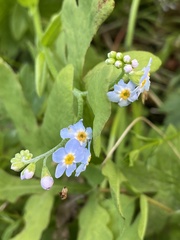 Myosotis scorpioides