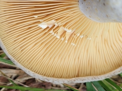 Lactarius argillaceifolius