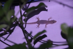 Gehyra mutilata