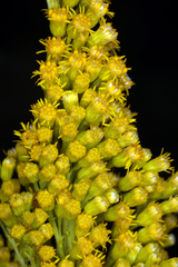 Solidago elongata