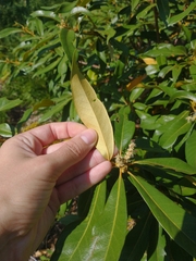 Chrysolepis chrysophylla