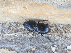 Pasimachus californicus