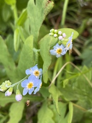 Myosotis scorpioides