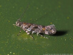 Aristotelia roseosuffusella