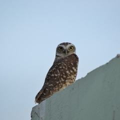 Athene cunicularia