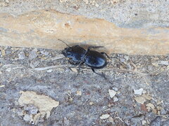 Pasimachus californicus