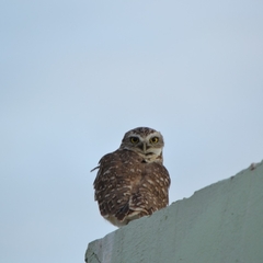 Athene cunicularia
