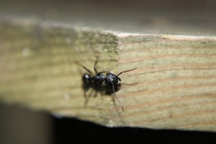 Camponotus pennsylvanicus