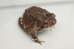 Anaxyrus terrestris