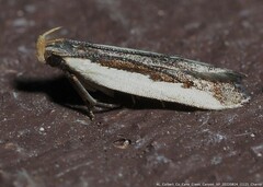 Dichomeris serrativittella