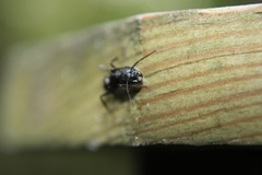 Camponotus pennsylvanicus