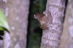 Polypedates megacephalus