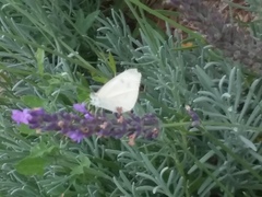 Pieris rapae