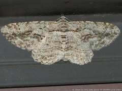 Anavitrinella pampinaria