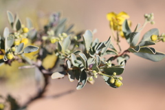 Senna artemisioides helmsii