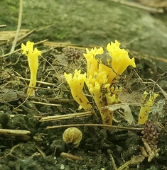 Clavulinopsis corniculata