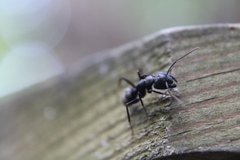 Camponotus pennsylvanicus