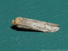 Holcocera chalcofrontella