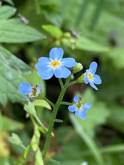 Myosotis laxa