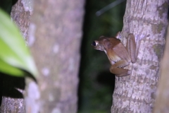 Polypedates megacephalus