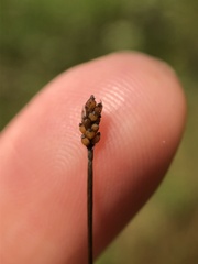 Eleocharis elliptica